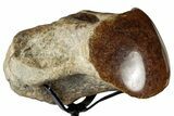 Polished Fossil Mosasaur Vertebra w/ Metal Stand - Texas #350970-1